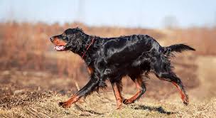 Image result for skotský setr gordonsetr