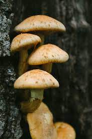 Wild mushrooms can be poisonous. Wild Big Mushrooms Growing On A Tree Stump By Juno Mushroom Fungi