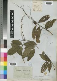 Image result for Alchornea hirtella