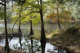 Lafayette blue springs state park, about 80 miles southeast of tallahassee in mayo. Suwannee River State Park A Florida State Park Located Near Live Oak Madison