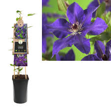Check spelling or type a new query. Clematis The President Online Kaufen