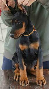 We did not find results for: Pin By Hasan Ates On Dog Stuff Doberman Pinscher Puppy Doberman Pinscher Dog Doberman Puppy