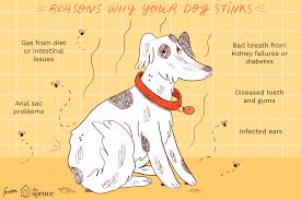 Pet News Articles Urban Pet Hospital Blog 7 Reasons Why Your Old Dog Smells Bad