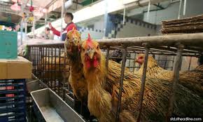 Permit import jejas industri ternakan ayam negara: Penternak Dakwa Terpaksa Buang Harga Ayam Semasa Pkp Malaysiakini