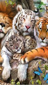 Alle Katzen Zusammen Beaux Chats Alle Beaux Chats Katzen Zusammen Animals Beautiful Cute Animals Animals