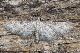 Image result for Eupithecia subumbrata