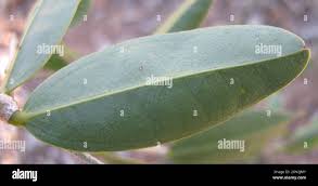 Image result for Strychnos pungens