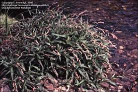 Image result for Persicaria decipiens