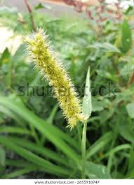 Image result for Setaria verticillata