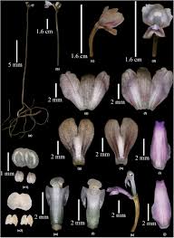 Image result for Didymoplexis