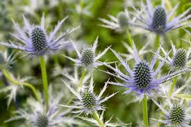 It is mainly grown for its colorful and fragrant flowers. Drought Tolerant Plants To Grow Bbc Gardeners World Magazine