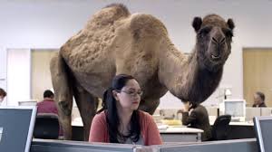 An exception can be made if you post a comment with this information within an hour of submitting the. Geico Hump Day Camel Commercial Happier Than A Camel On Wednesday Youtube