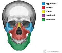 Human head (anterior view) the human head is more than just a nuisance responsible for your headaches. Bones Of The Skull Structure Fractures Teachmeanatomy