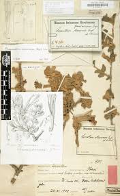 Image result for Sida hoepfneri