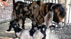 Damascus Goat Farm - How To Make Money From Small Investment - YouTube