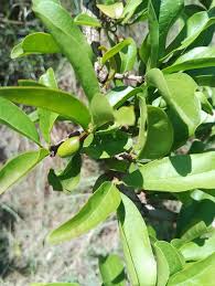 Image result for Ximenia afra