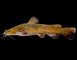 The longest is the wels catfish, up to 4 m (13 ft). Flathead Catfish Shovelhead Cat Yellow Cat Mud Cat Goujon Appaluchion Johnnie Cat Mdc Discover Nature