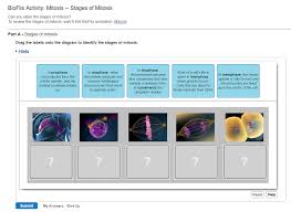 Bioflix Activity Mitosis Events Of Mitosis Answers Solved Can You Label The Stages Of Mitosis To Review The Chegg Com