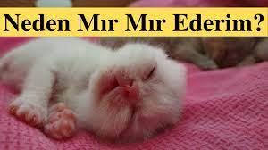 yeni dogan yavru kediler neden mirlar youtube
