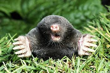 Moles, Voles, and Shrews - Do You Know the Differences? | Kids Environment  Kids Health