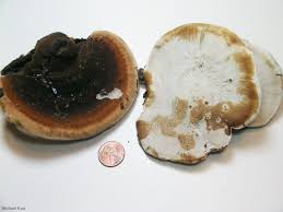 Image result for Ischnoderma resinosum