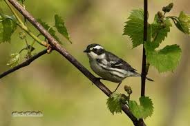 Black Bird With Orange Wings Ohio Black Throated Gray Warbler Ohio Nature Photography Spring Birding Bird Watcher Photo Art Gift For Birder Wes Nature Photography Photo Art Ohio Birds
