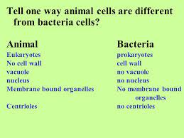 Maybe you would like to learn more about one of these? Cells Structure Function Review Which Kind Of Cell Is The Largest Animal Cell Plant Cell Bacteria Plant Cells Are The Biggest What Do We Call Membranes Ppt Download