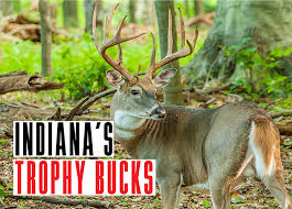 After you do business with record buck farms, please leave a review to help other people and improve hubbiz. Indiana Trophy Bucks