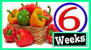 More news for how to store fresh peppers from the garden » How To Keep Bell Peppers Fresh Youtube
