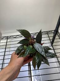 Image result for Ledebouria Unidentified sp. no6.