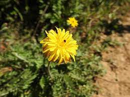 Piccolo e molto grazioso, il ranuncolo è uno dei fiori invernali più utilizzati nei matrimoni, probabilmente per la sua forma tondeggiante, che ricorda la. Lovescrapandmore