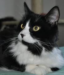 Adopt Annabella On Petfinder Crazy Cats Cat Adoption Cats And Kittens