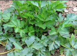 Comment Cultiver Le Celeri A Couper Conseils Et Technique Avec Images Cultiver Celeri Herbe