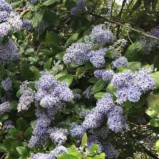 18,312 free images of blue flowers. Blue Flowering Shrubs Buy Online To Grow In The Uk