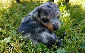 Black And Cream Dapple Dachshund Black Cream Dapple Pin Wire Miniature Dachshund Puppy With Images Dapple Dachshund Dapple Dachshund Miniature Dachshund Puppy Miniature
