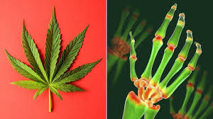 Image result for Marijuana#