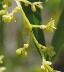 Image result for Dioscorea minutiflora