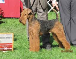 The airedale terrier may become destructive if not given sufficient amounts of exercise, and its owner should be an active leader. Canadian Dogs Airedale Terrier Puppies Breeders Canada