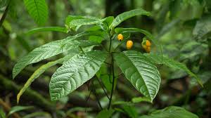 Image result for Tabernanthe