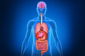 Maybe you would like to learn more about one of these? Why Are Some Organs On Specific Sides Of The Body Science Abc