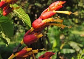 Image result for Sanchezia speciosa