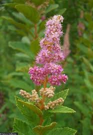Image result for Spiraea