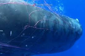 Satu paus sperma lain ditemukan di spanyol dengan 30 kilogram plastik di dalam tubuhnya. Perjuangan Membebaskan Paus Sperma Dari Jaring Ikan Di Laut Italia