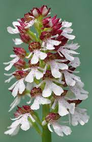 Pin On Orchid Flowers Their Colors Beauty Diversity And Design Patterns
