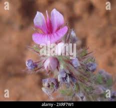 Image result for Indigofera flavicans