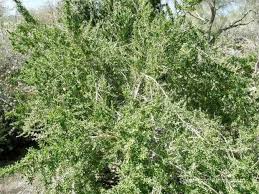 Image result for Lycium