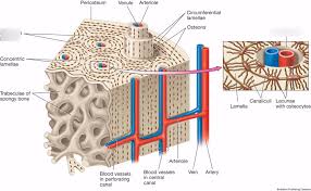 Deep to the compact bone layer is a region of spongy bone where the bone tissue grows in thin columns. Microscopic Anatomy Of Compact Bone Diagram Quizlet