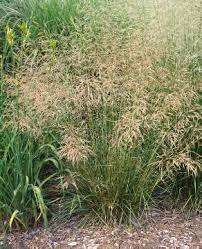 Deschampsia cespitosa 'bronzeschleier' 'bronzeschleier' is a compact evergreen grass with narrow, stiff, dark green leaves and lax, arching panicles of light bronze spikelets in summer » show all plant results Deschampsia Cespitosa Bronzeschleier Media Database