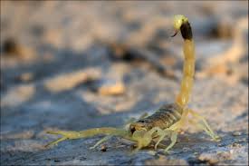 Names that are spelled with more letters than 8. Six Of The Most Dangerous And Unique Scorpions In The World Owlcation