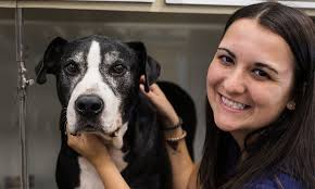 Leading the Way in Pet Rehabilitation and Care in Pensacola